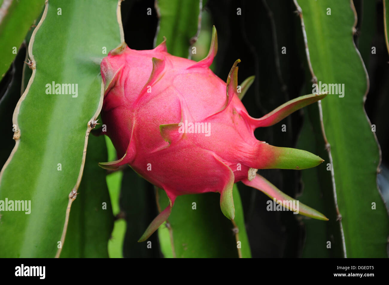 Dragon fruit tree hires stock photography and images Alamy