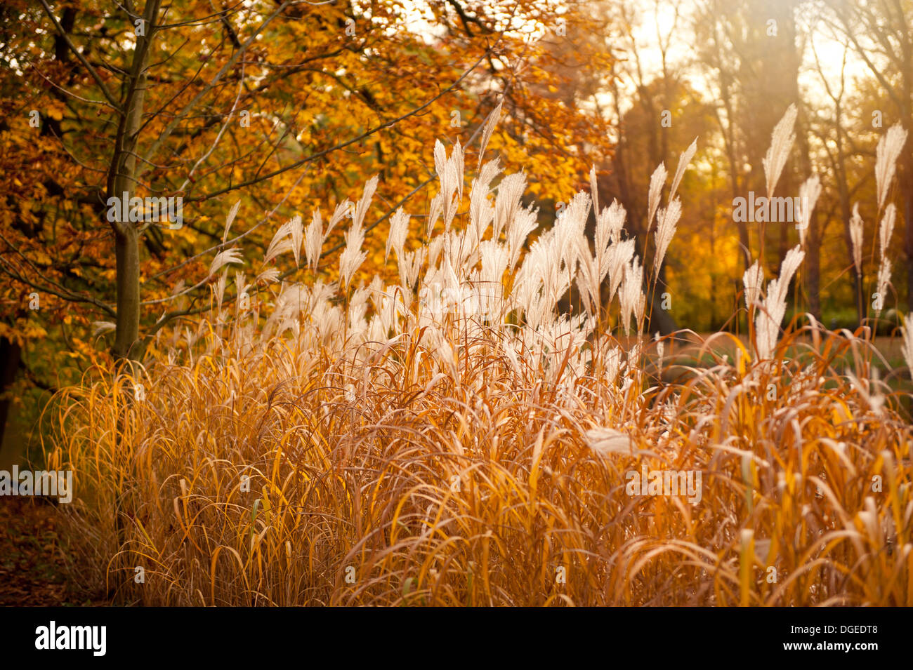 Miscanthus ornamental grass growing in park Stock Photo