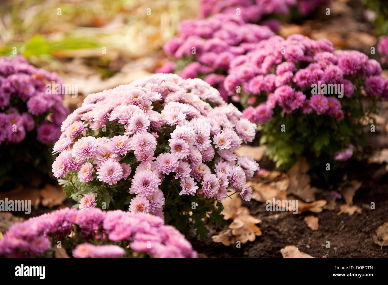 bright pink Dendranthema or Chrysanthemum Stock Photo
