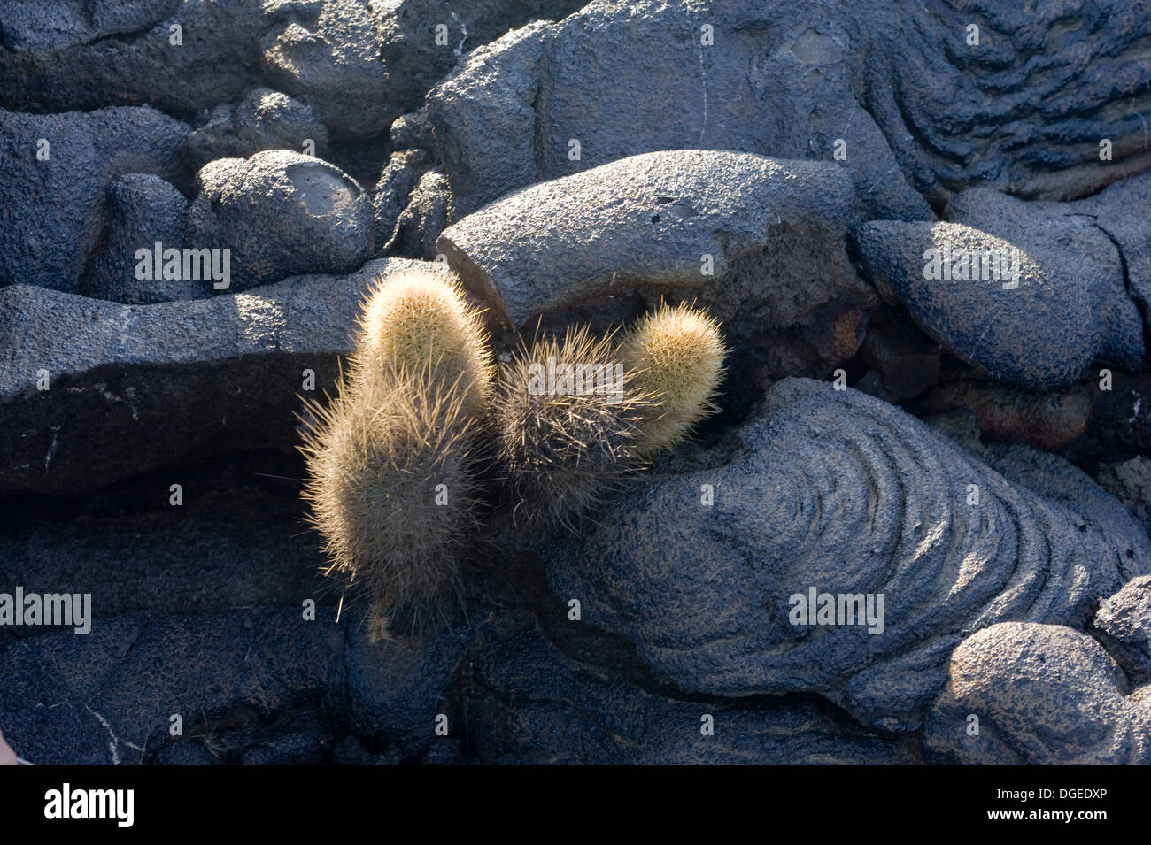 Lava cactus Galapagos Santiago island Stock Photo