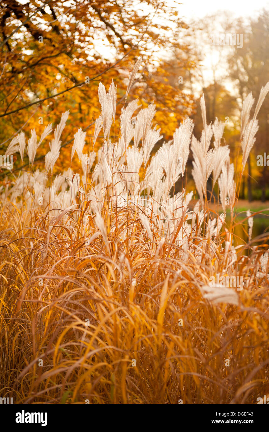 Miscanthus ornamental grass in park autumn Stock Photo