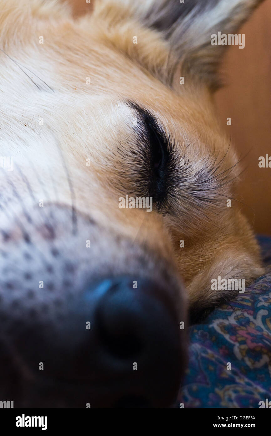 My dog sleeping very well Stock Photo Alamy