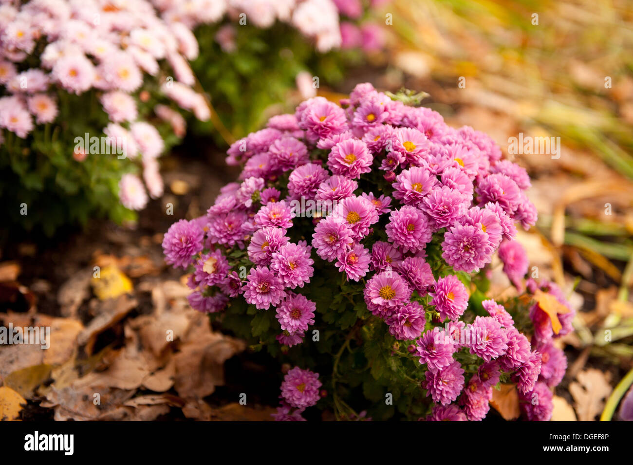 Bunch of flowering pink chrysanthemum clump Stock Photo