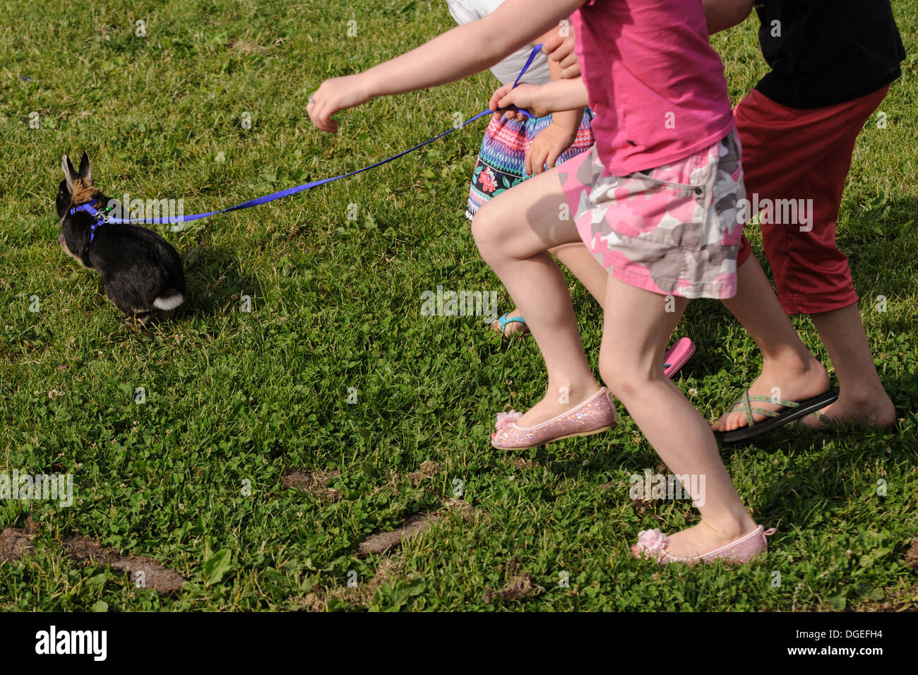Children walking rabbit on leash, Amsterdam, Netherlands Stock Photo