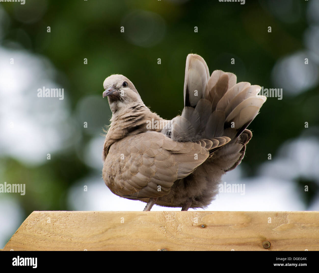 Collared dove fledgling Stock Photo Alamy