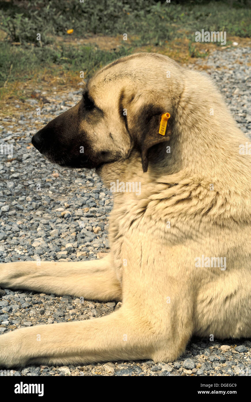 Stray Dog Ear Tag High Resolution Stock Photography and Images Alamy
