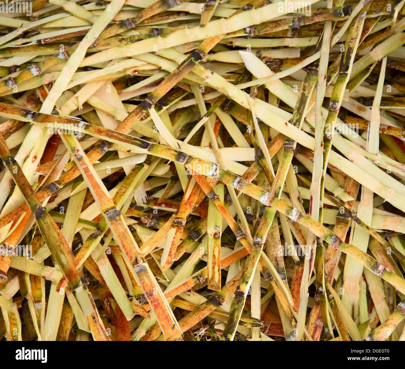 Sugarcane Production Stock Photos & Sugarcane Production Stock Images