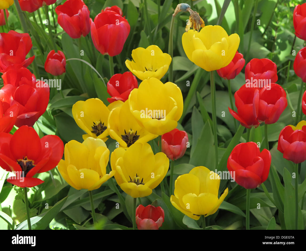 Yellow and red flowers in the garden Stock Photo Alamy