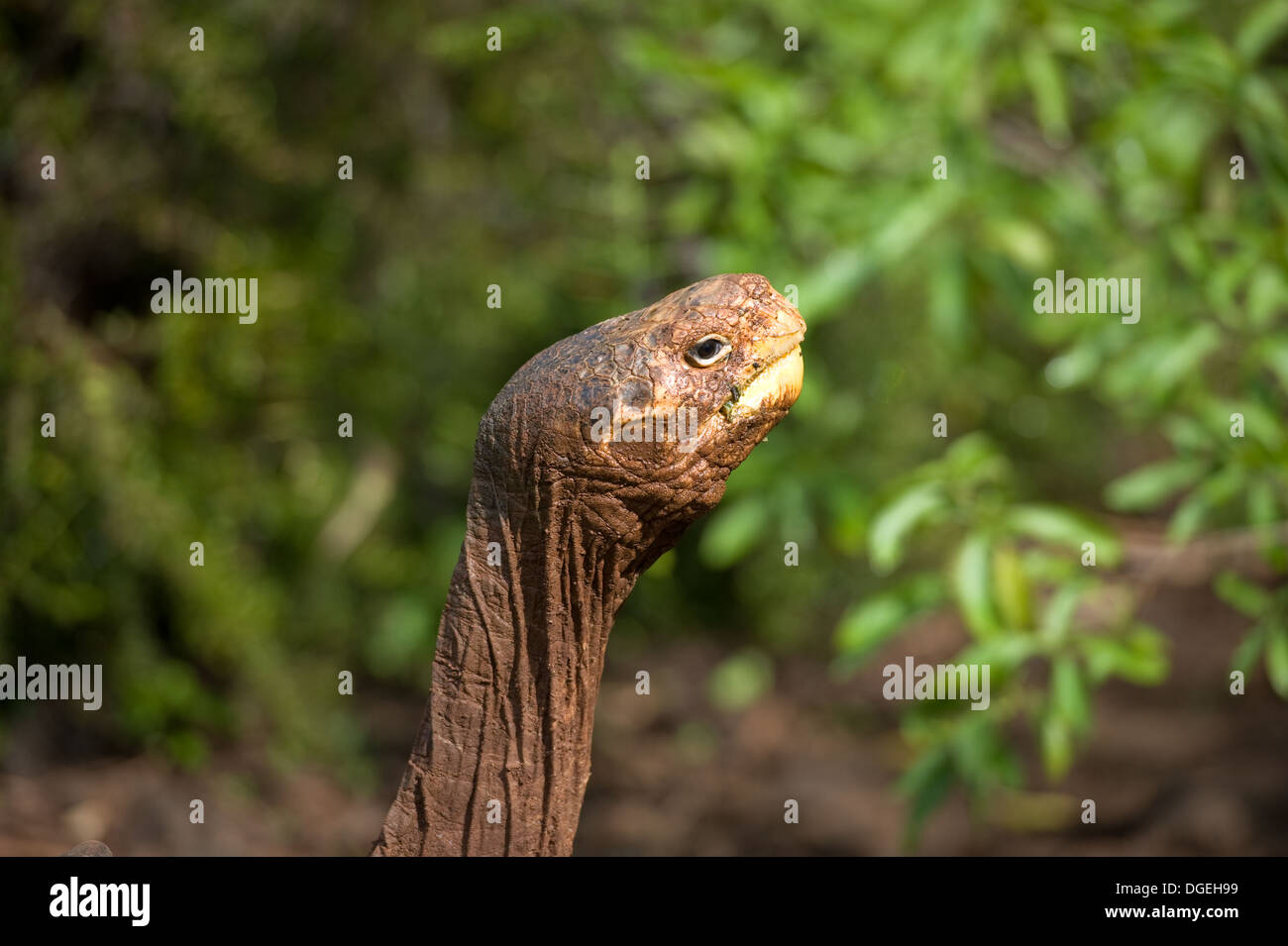 Giant tortoise at Darwin Research Center Galapagos Islands Stock Photo