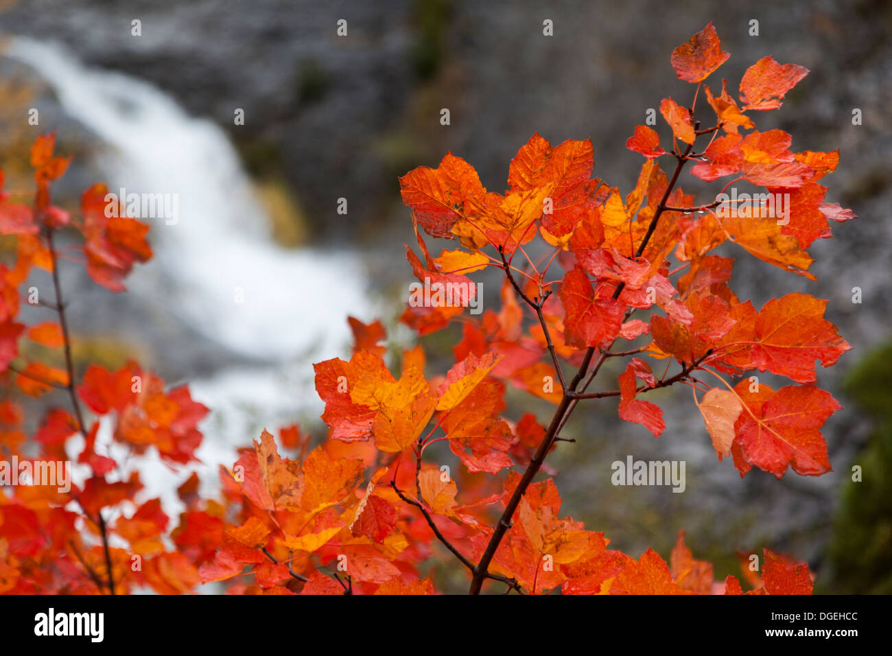 Maple tree at autumn with waterfall in Ordesa National Park, Huesca, Aragon, Spain, Europe Stock Photo