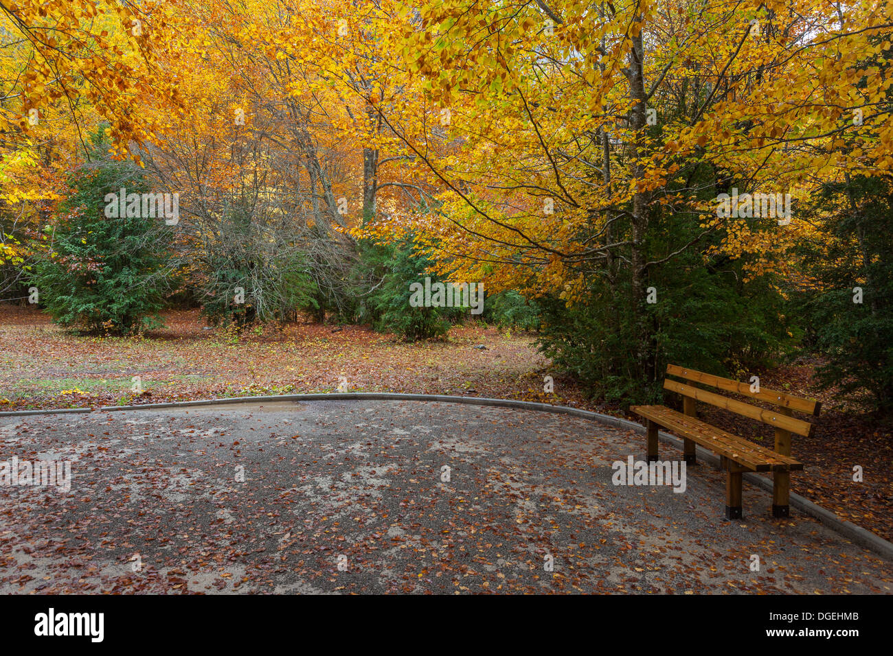 Wood seat at beech forest in autumn at Ordesa National Park, Huesca, Aragon, Spain, Europe Stock Photo