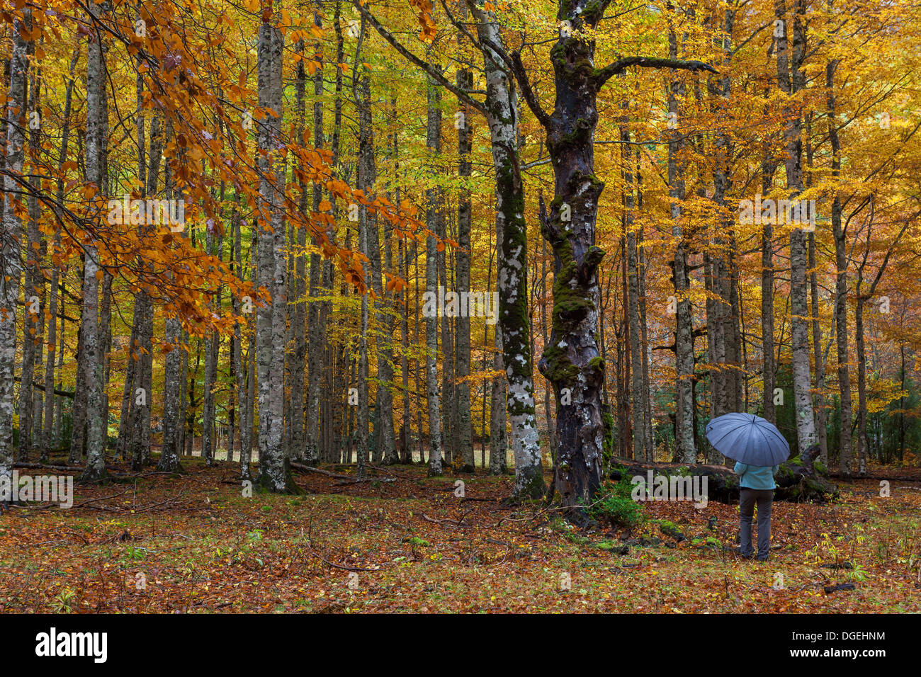 A girl with an umbrella in the beech forest in autumn at Ordesa National Park, Huesca, Aragon, Spain, Europe Stock Photo