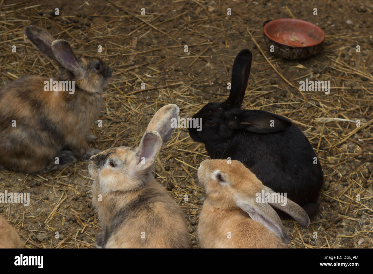 Rabbits ear plant hi-res stock photography and images - Alamy