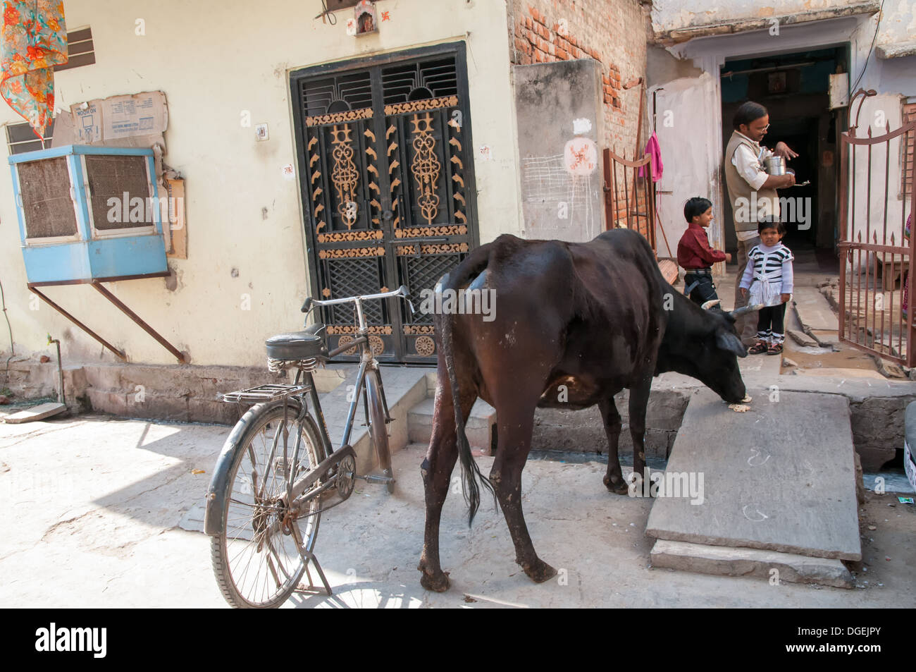 A roaming cow is served naan bread by a family in Jaipur. Cattle are considered sacred by Hindus. Stock Photo