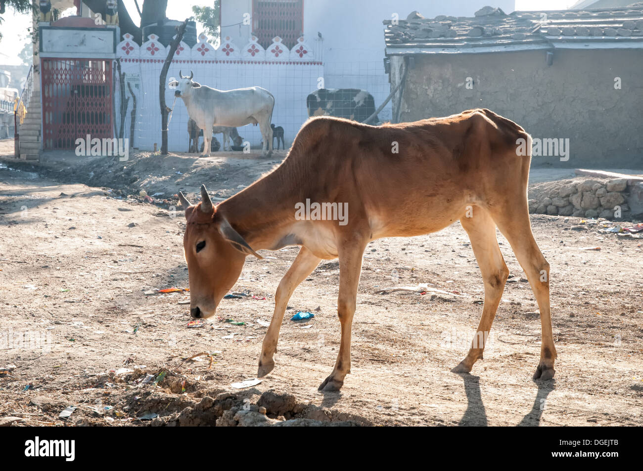 Sacred cow roaming on the streets of Jaipur Stock Photo