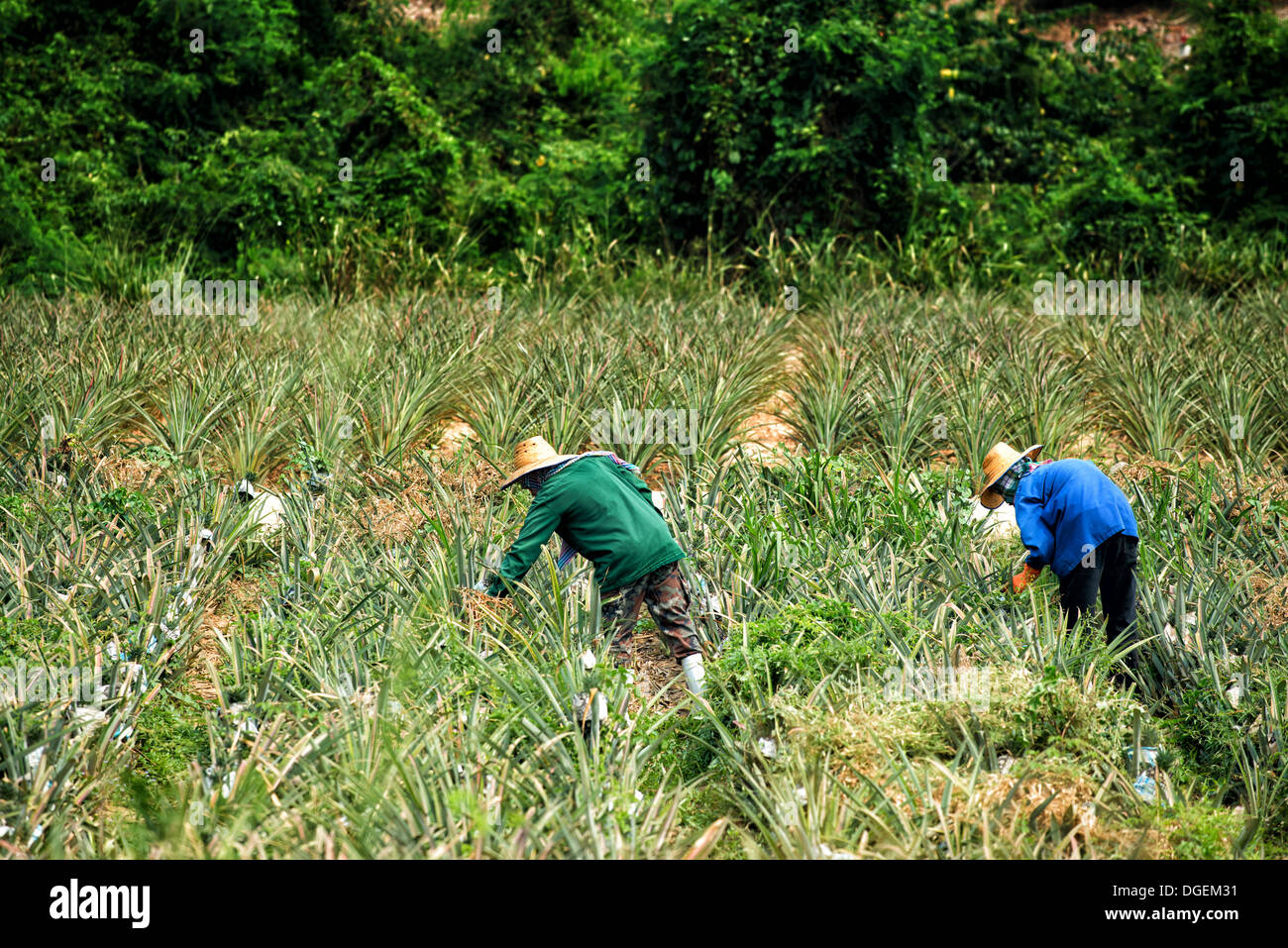 Thai farm workers weeding a pineapple field outside Hua Hin, Thailand