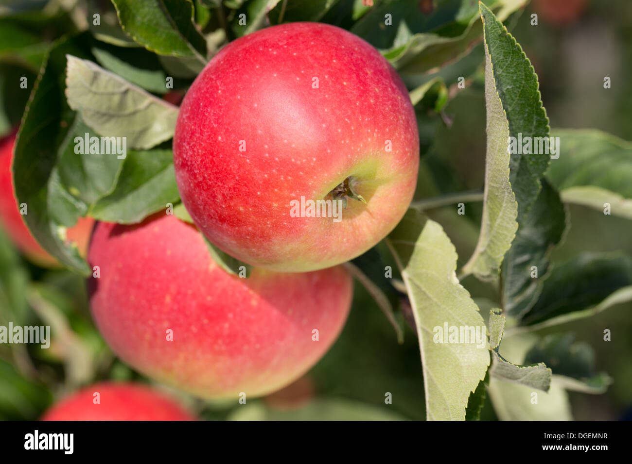 Organic apples hanging on an apple tree in autumn Stock Photo