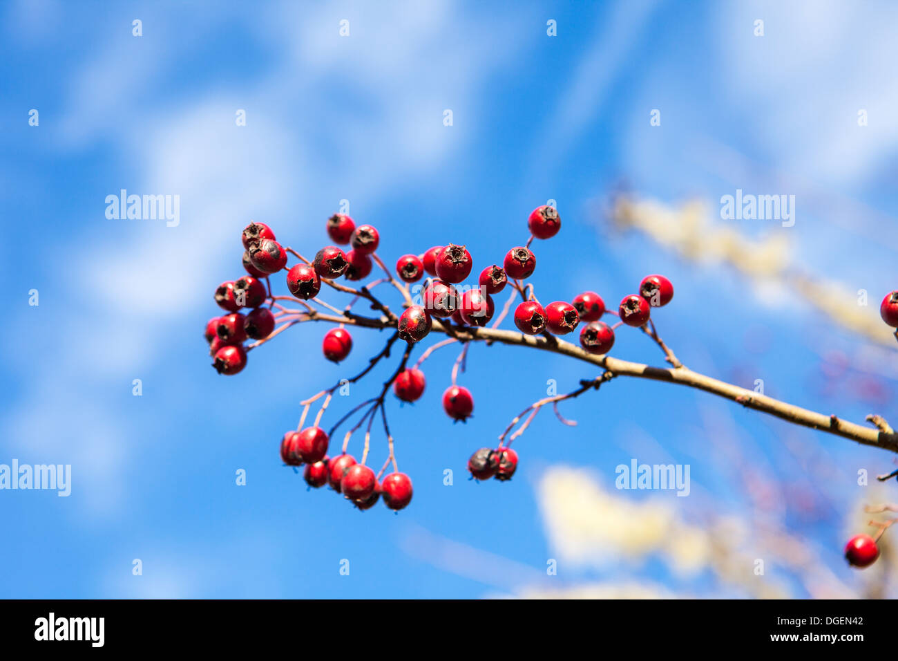Winter berries sky hi-res stock photography and images - Alamy