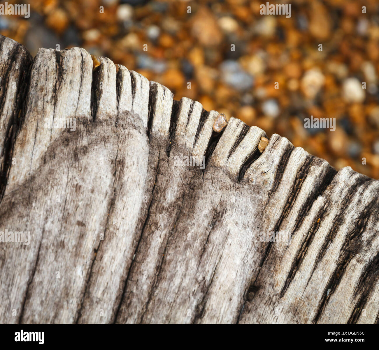 weathered cracked driftwood drift wood timber log logs beam beams on a wet pebble stone shingle beach seaside sea in East Sussex Stock Photo
