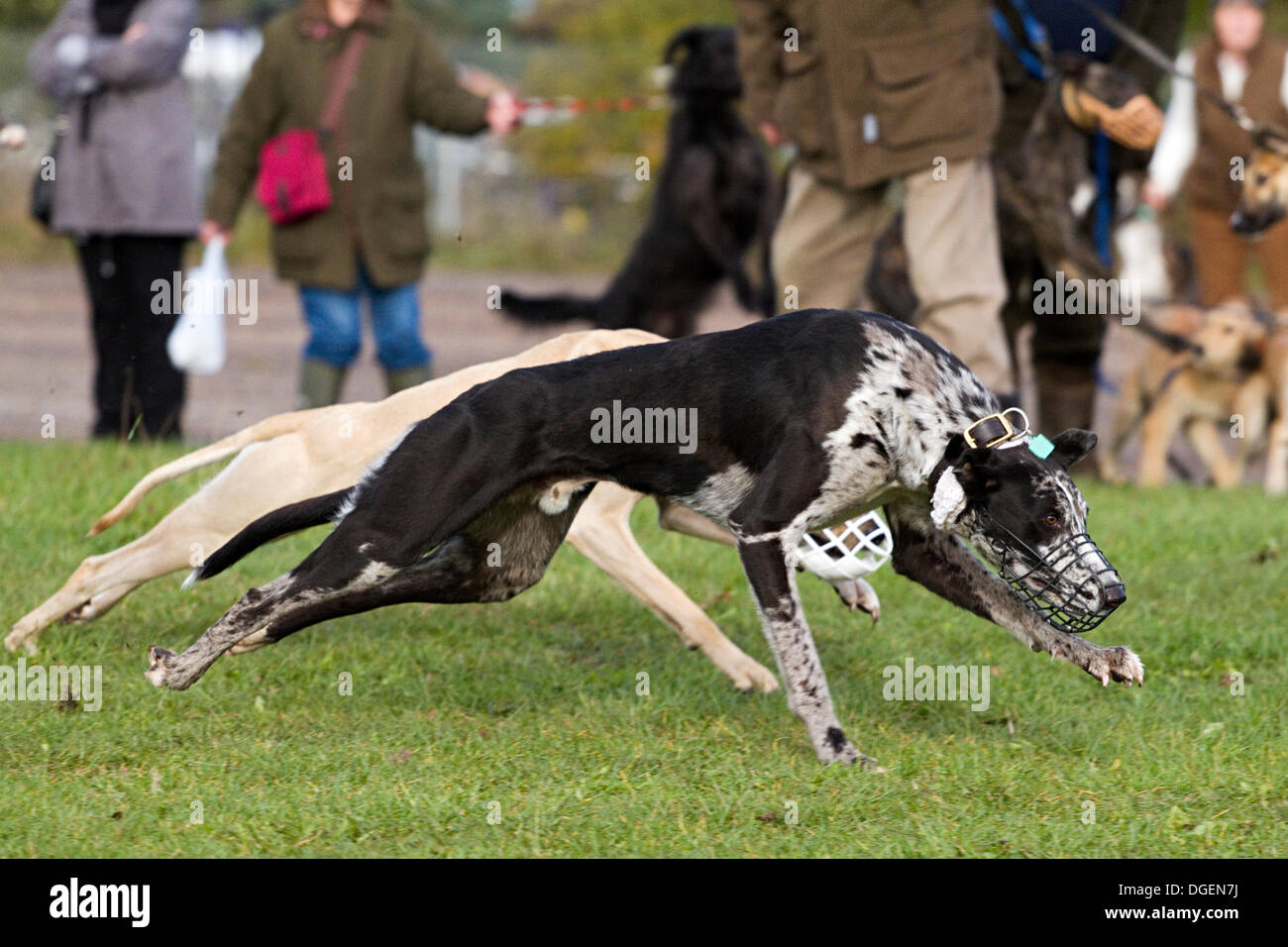 Lure machine (lurchers-greyhounds-whippets)  Dog lure coursing, Lure  coursing, Dog exercise