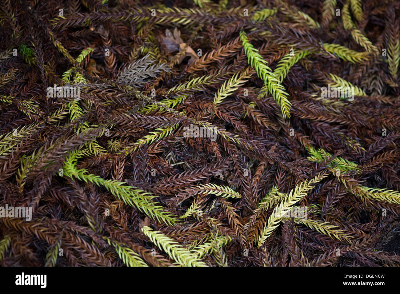 Taiwania cryptomerioides large coniferous tree Needles on the ground Stock Photo