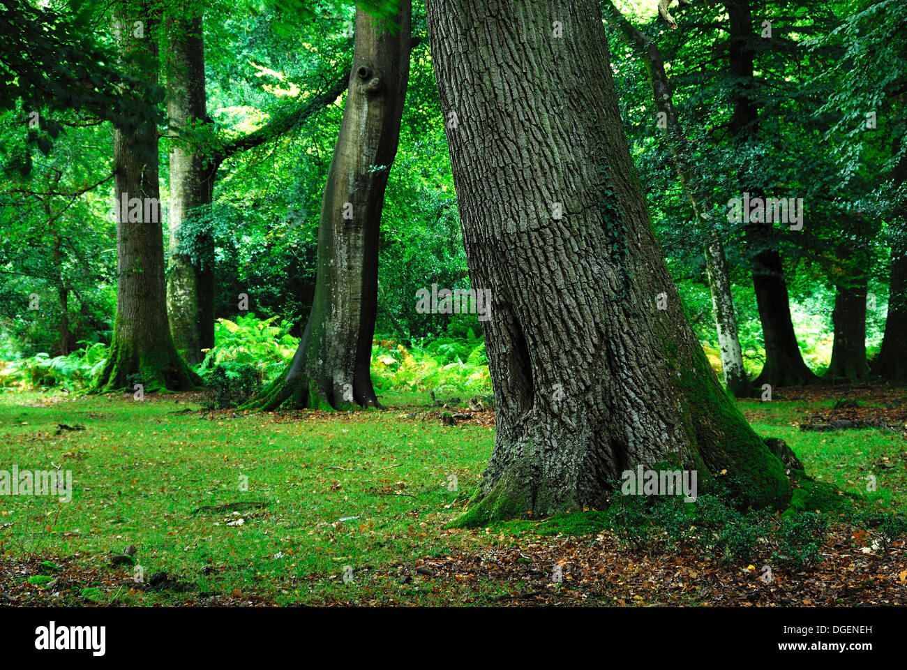 A view of Gritnam Wood New Forest Hampshire UK Stock Photo