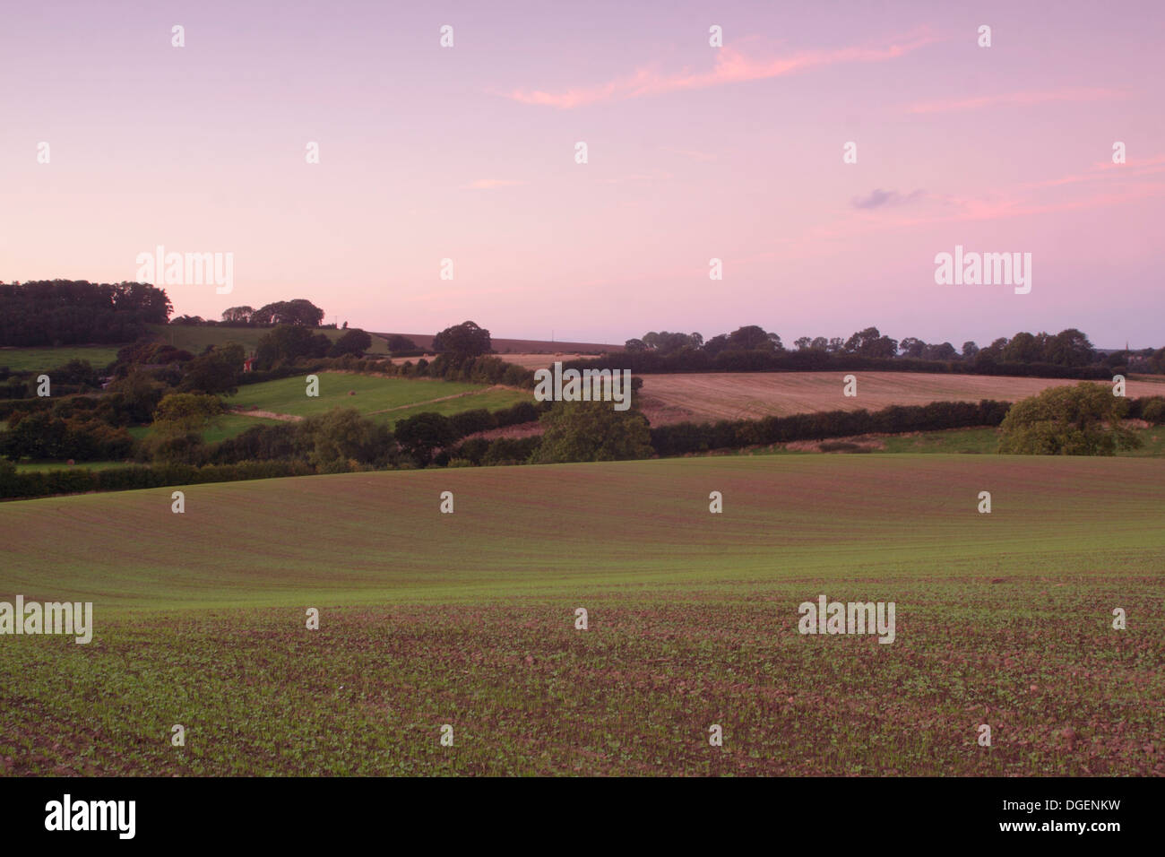 View of arable farmland with newly planted crop, at dusk, Thorner, West Yorkshire, England, UK, September Stock Photo