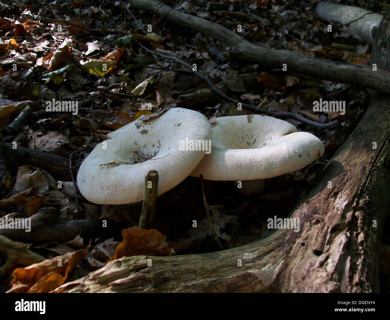 Two mushrooms lactarius vellereus growing in the forest Stock Photo