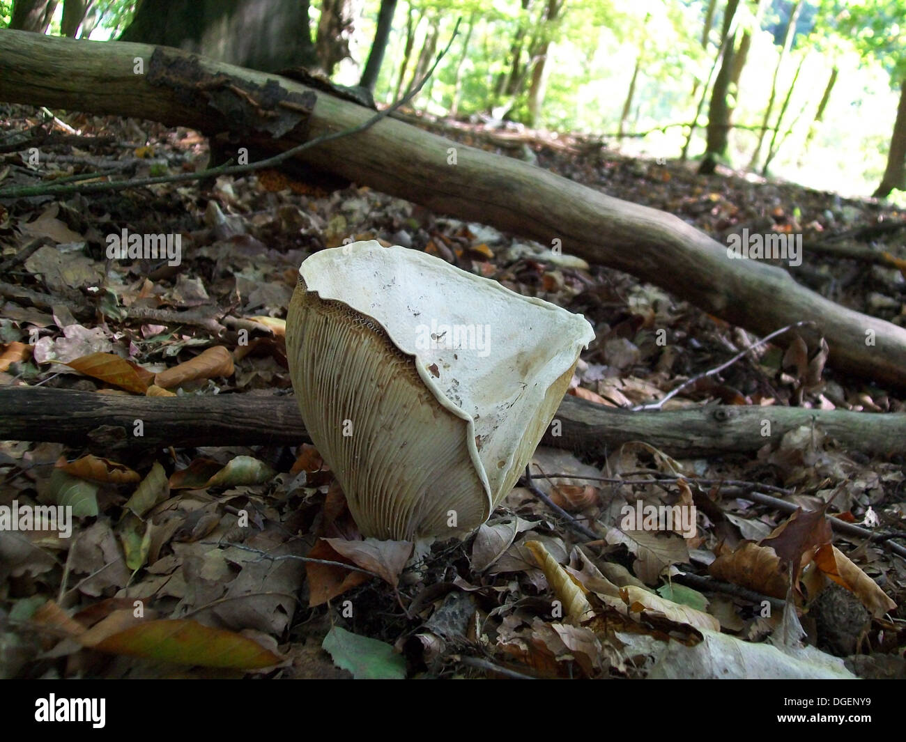 Mushroom inedible lactarius vellereus growing in the forest Stock Photo
