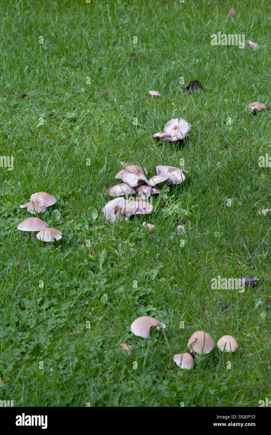 MUSHROOMS GROWING IN THE DAMP OF AUTUMN IN A LAWN Stock Photo