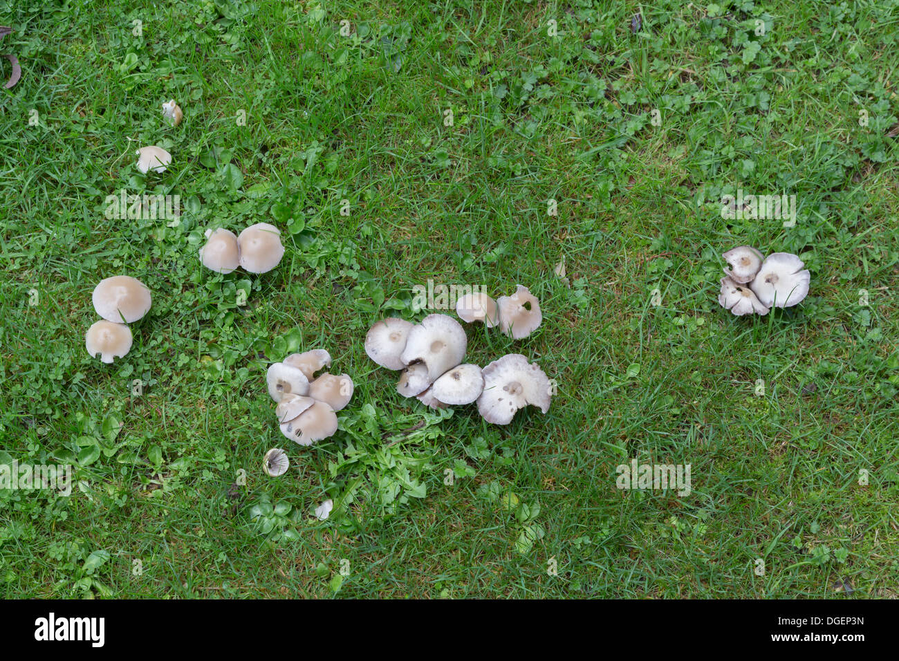 MUSHROOMS GROWING IN THE DAMP OF AUTUMN IN A LAWN Stock Photo