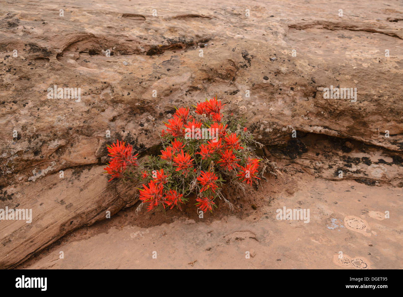 desert indian paintbrush desert indian paintbrush