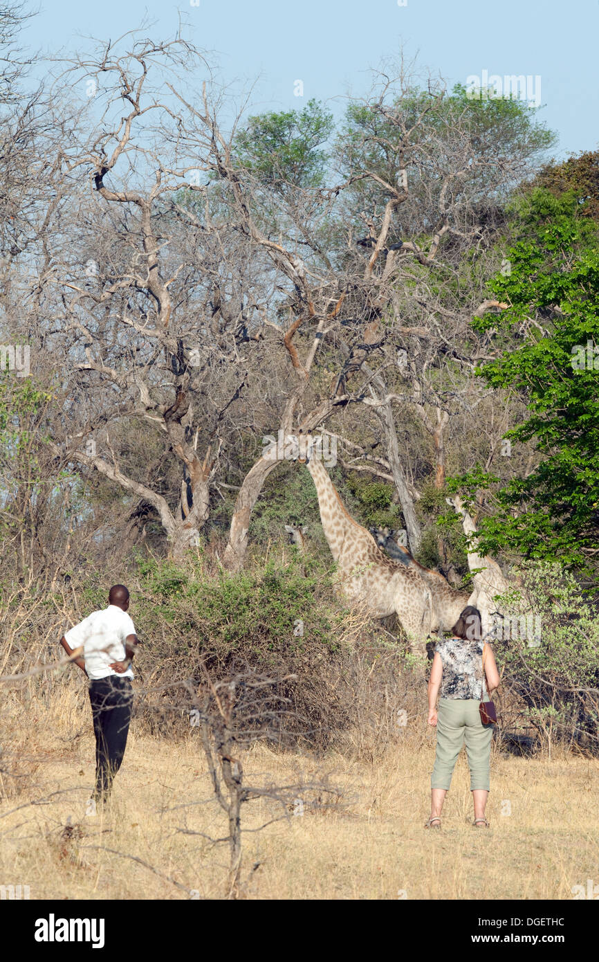 Woman tourist and guide on a walking safari looking at giraffe, Mosi oa Tunya  national park, Zambia Africa Stock Photo