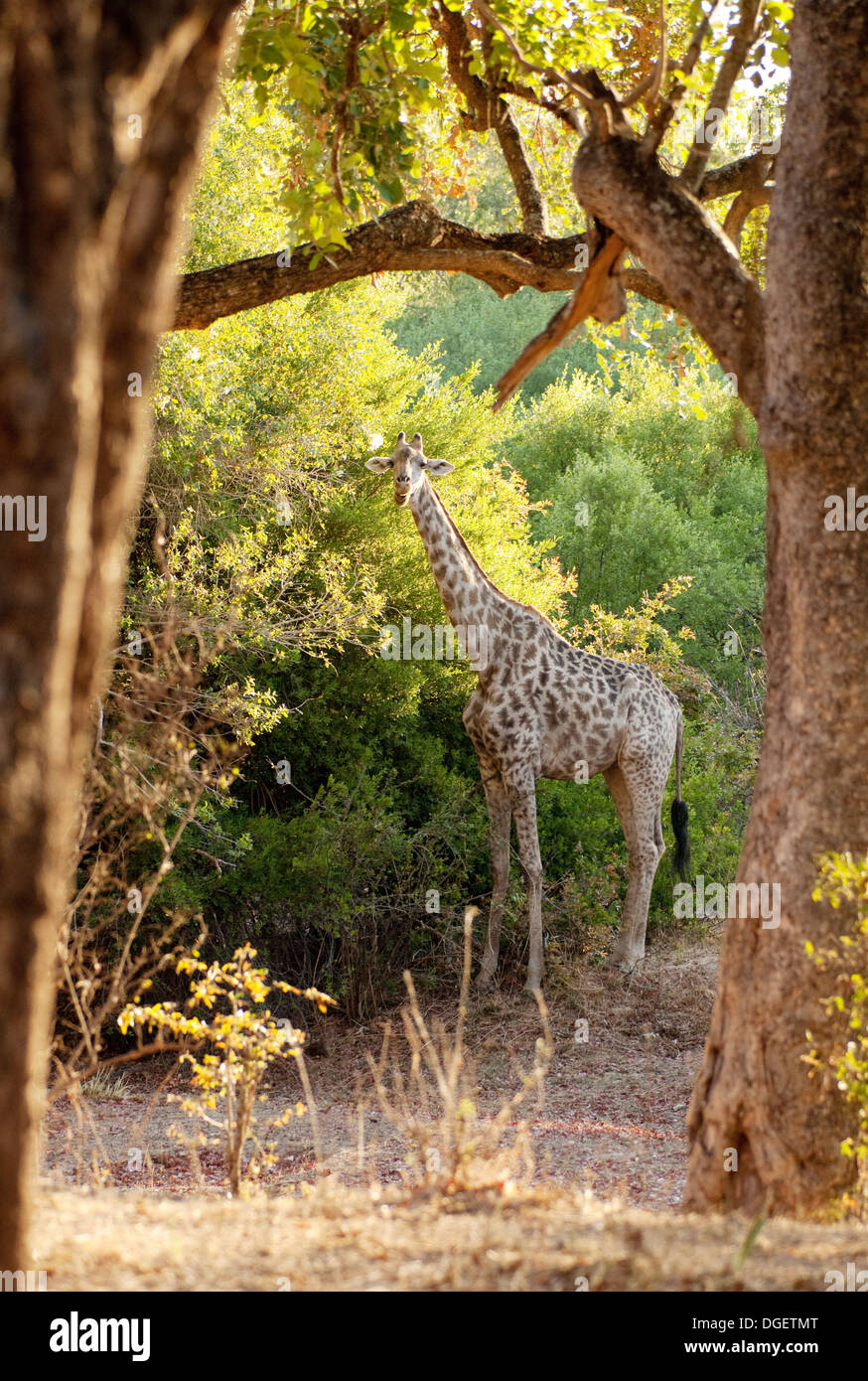 Adult Giraffe in a clearing, Angolan subspecies ( Giraffa camelopardalis A ), Mosi oa Tunya National Park, Zambia Africa Stock Photo