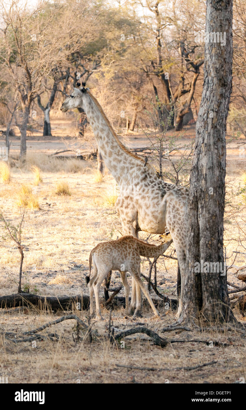 Angolan giraffe ( Giraffa camelopardalis Angolensis ) feeding baby, Mosi oa Tunya national park, Zambia Africa Stock Photo