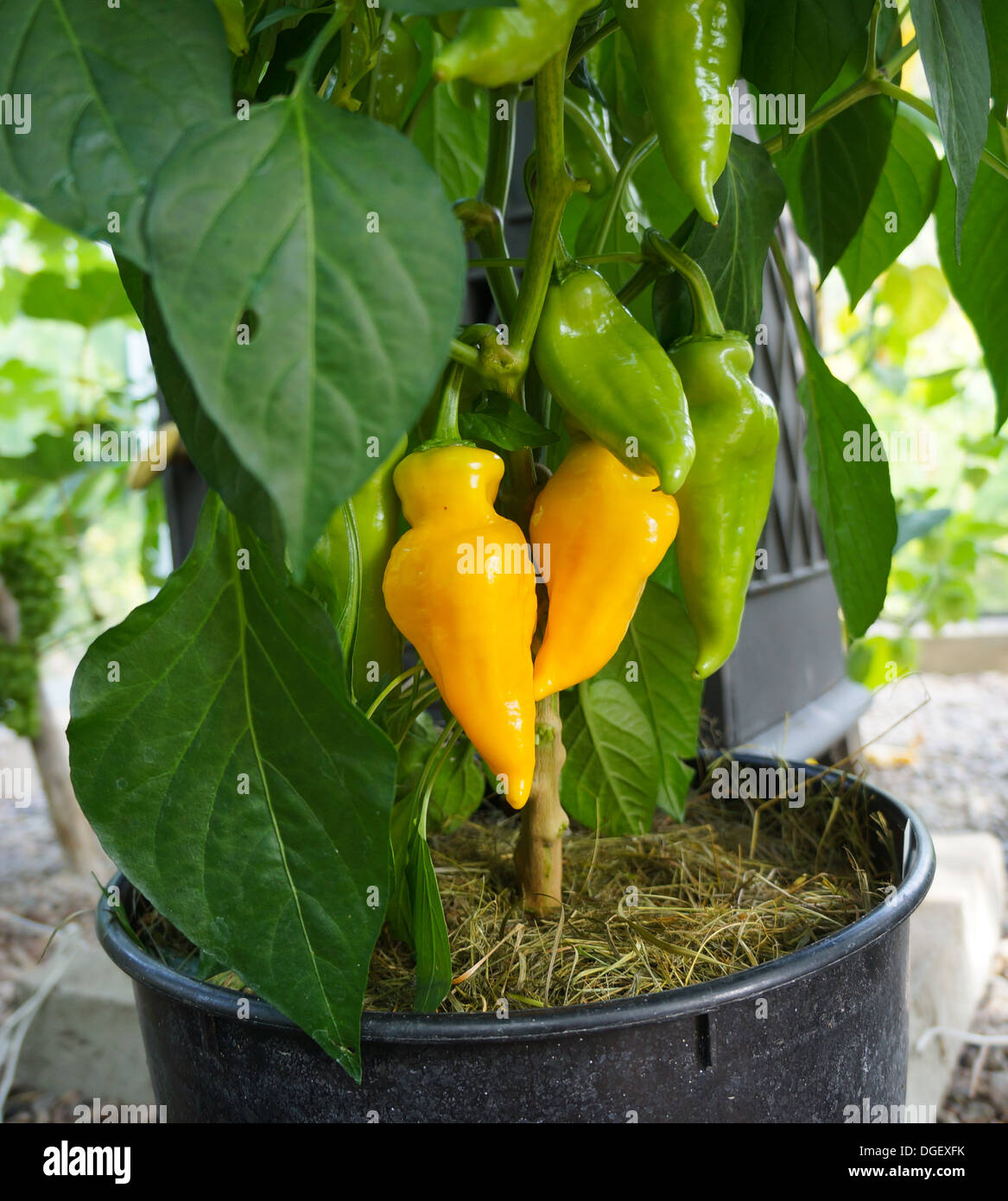 Monkey Face Plant Stock Photo Alamy