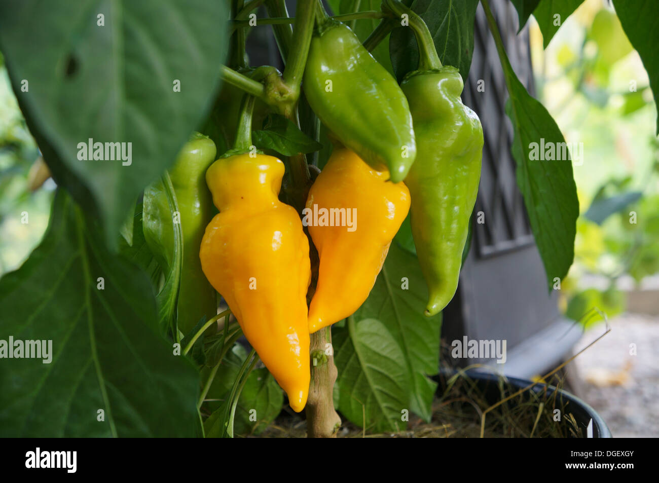 Monkey Face Plant Stock Photo Alamy