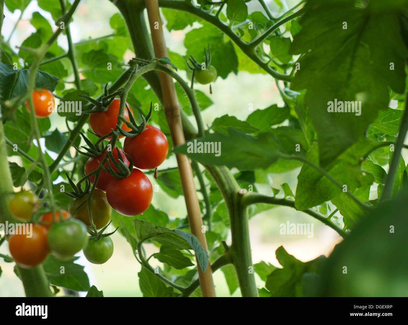 Tomato plant with red and green tomatos Stock Photo - Alamy