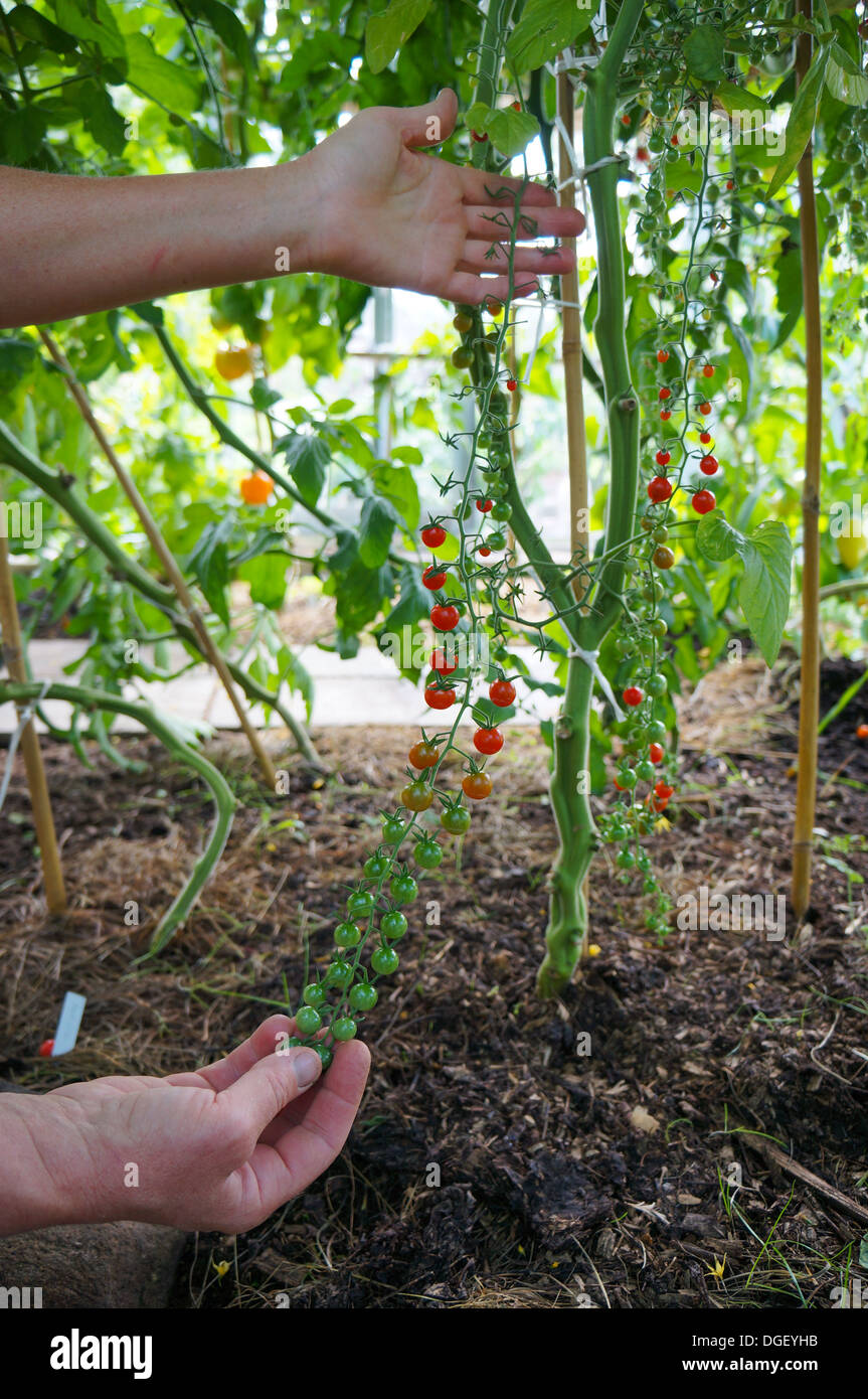 Sweet Pea cherry tomato plant Stock Photo