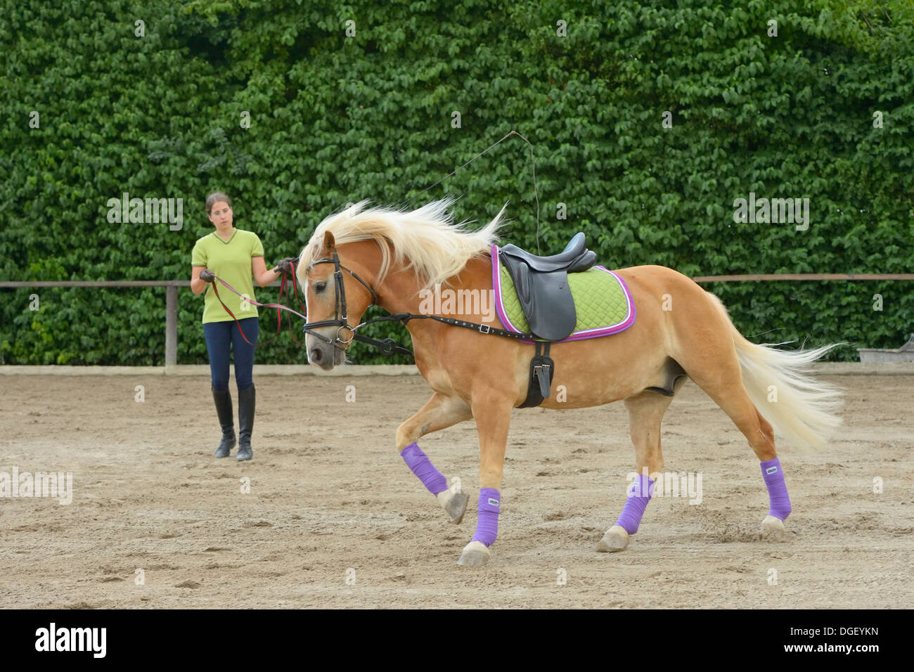 Lunging before riding (Haflinger horse) Stock Photo
