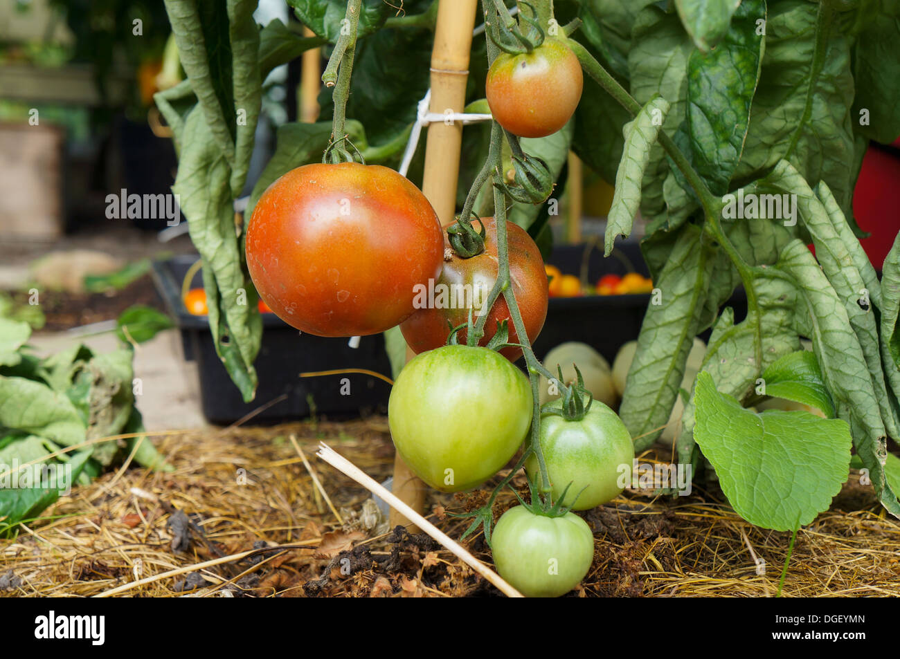 Tomato plant with red and green tomatos Stock Photo - Alamy