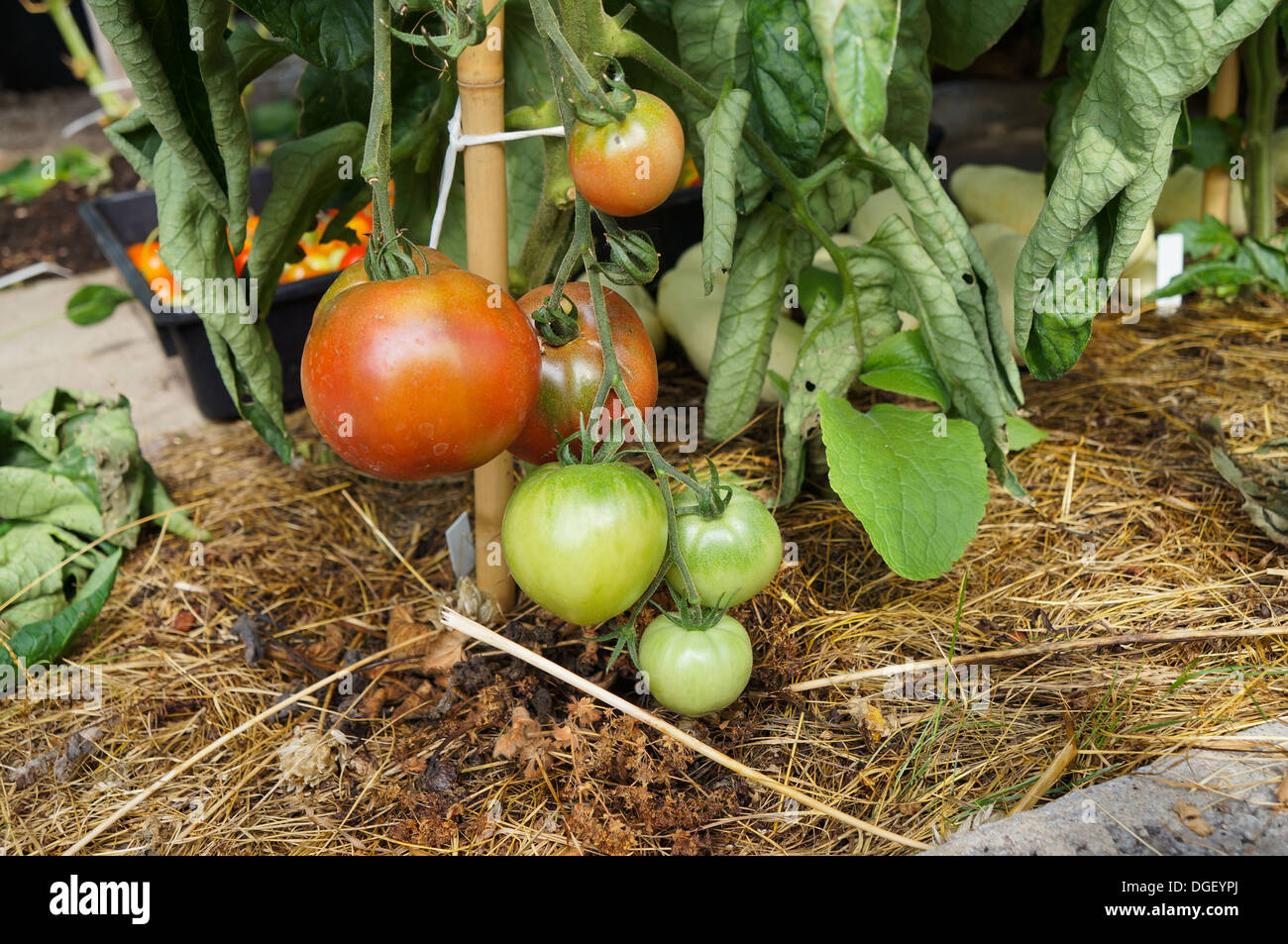 Tomato plant with red and green tomatos Stock Photo