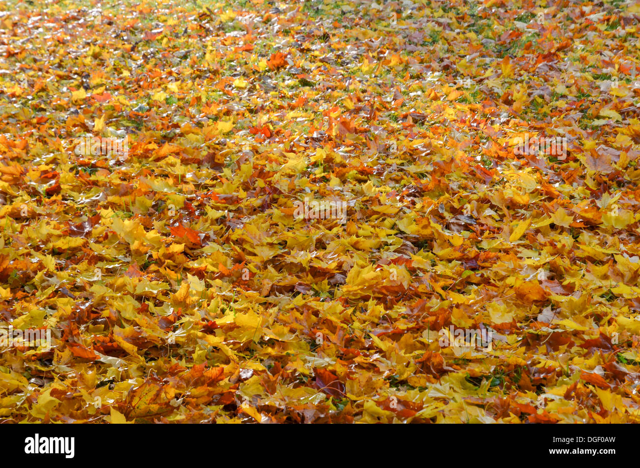 Beautiful lush golden leaves hi-res stock photography and images - Alamy