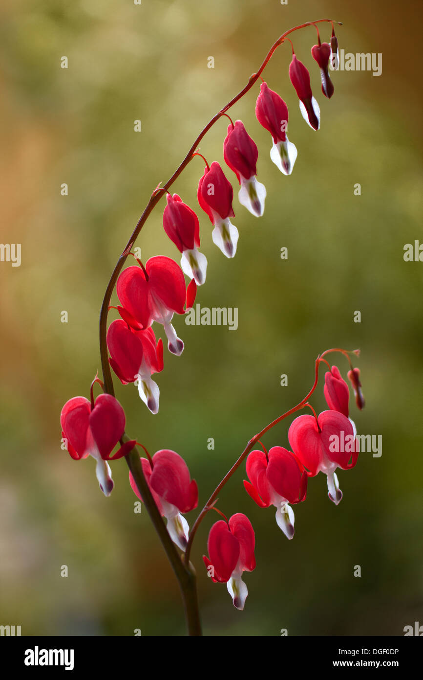 Heart shaped Dicentra flowers Stock Photo Alamy