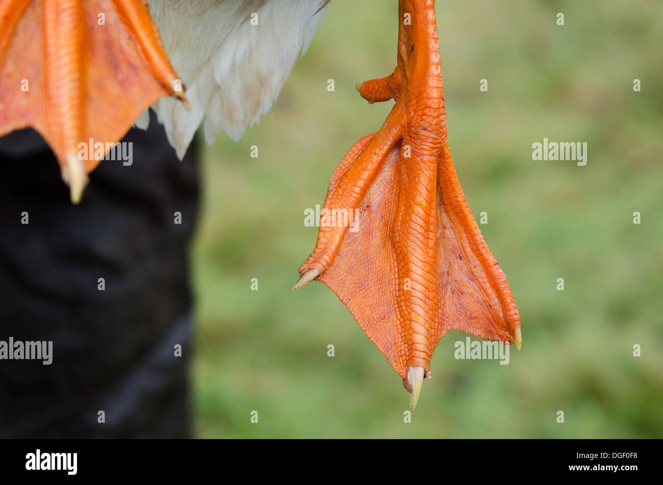 Goose feet hires stock photography and images Alamy