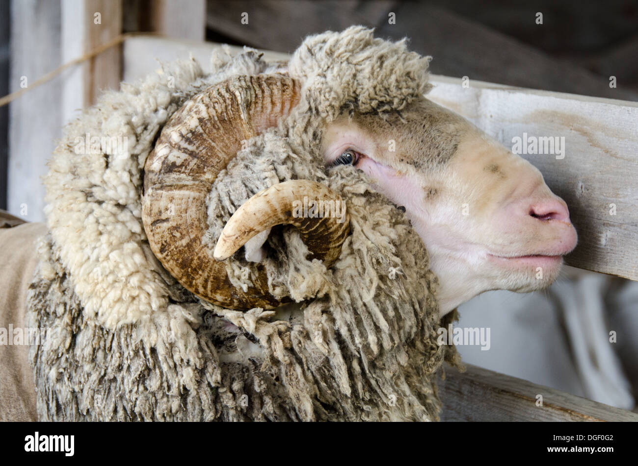 Shaggy Merino sheep with spiral horns at the Common Ground Fair, Maine. Stock Photo