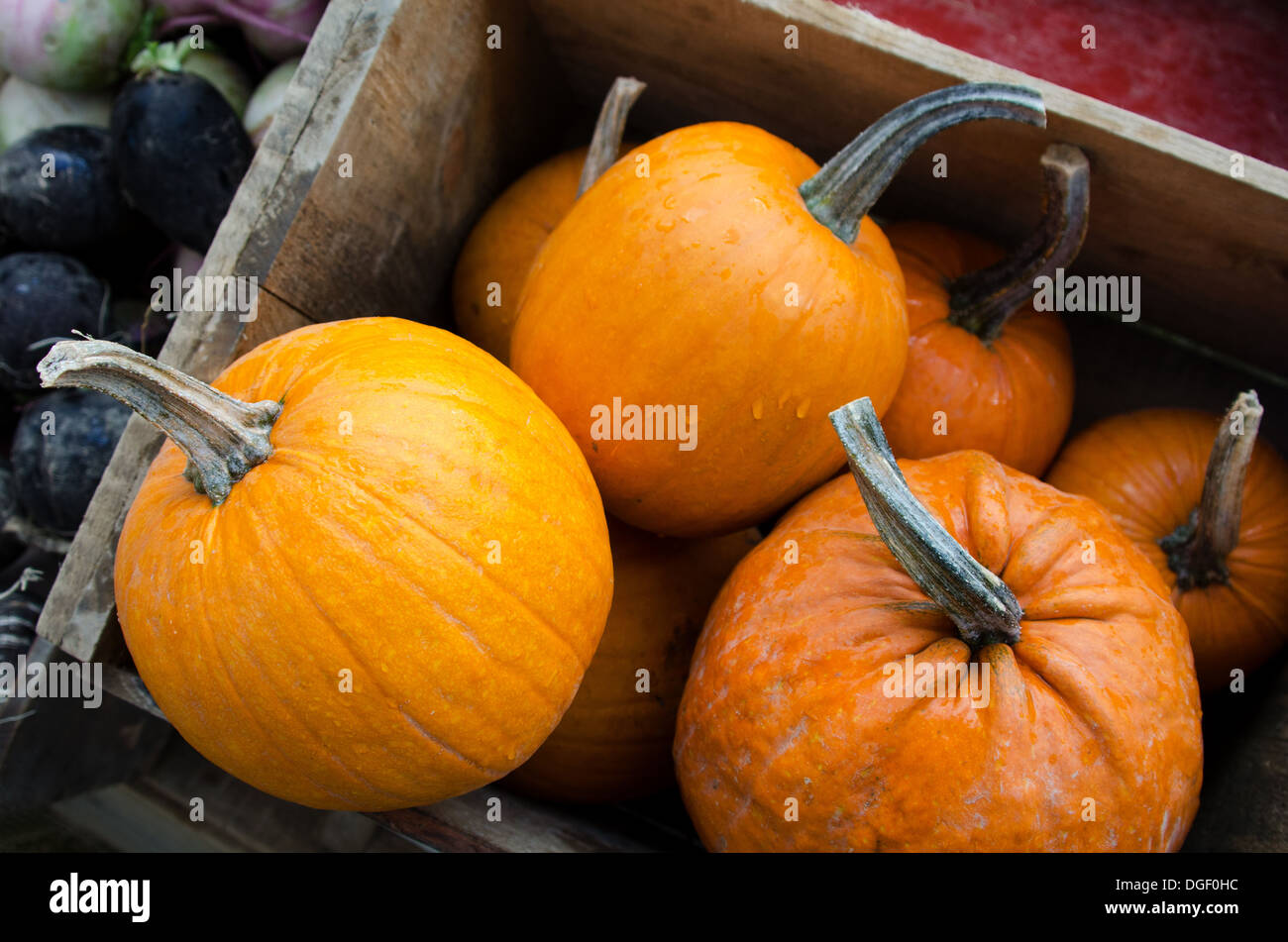 Rain falling on a crate of New England Pie Pumpkins at the organic farmers' market. Stock Photo