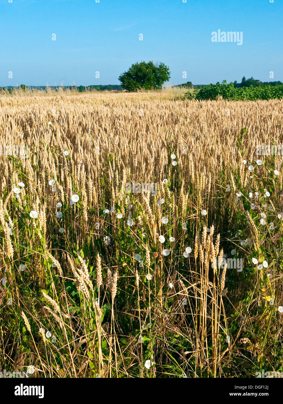 Corn field weeds hi-res stock photography and images - Alamy