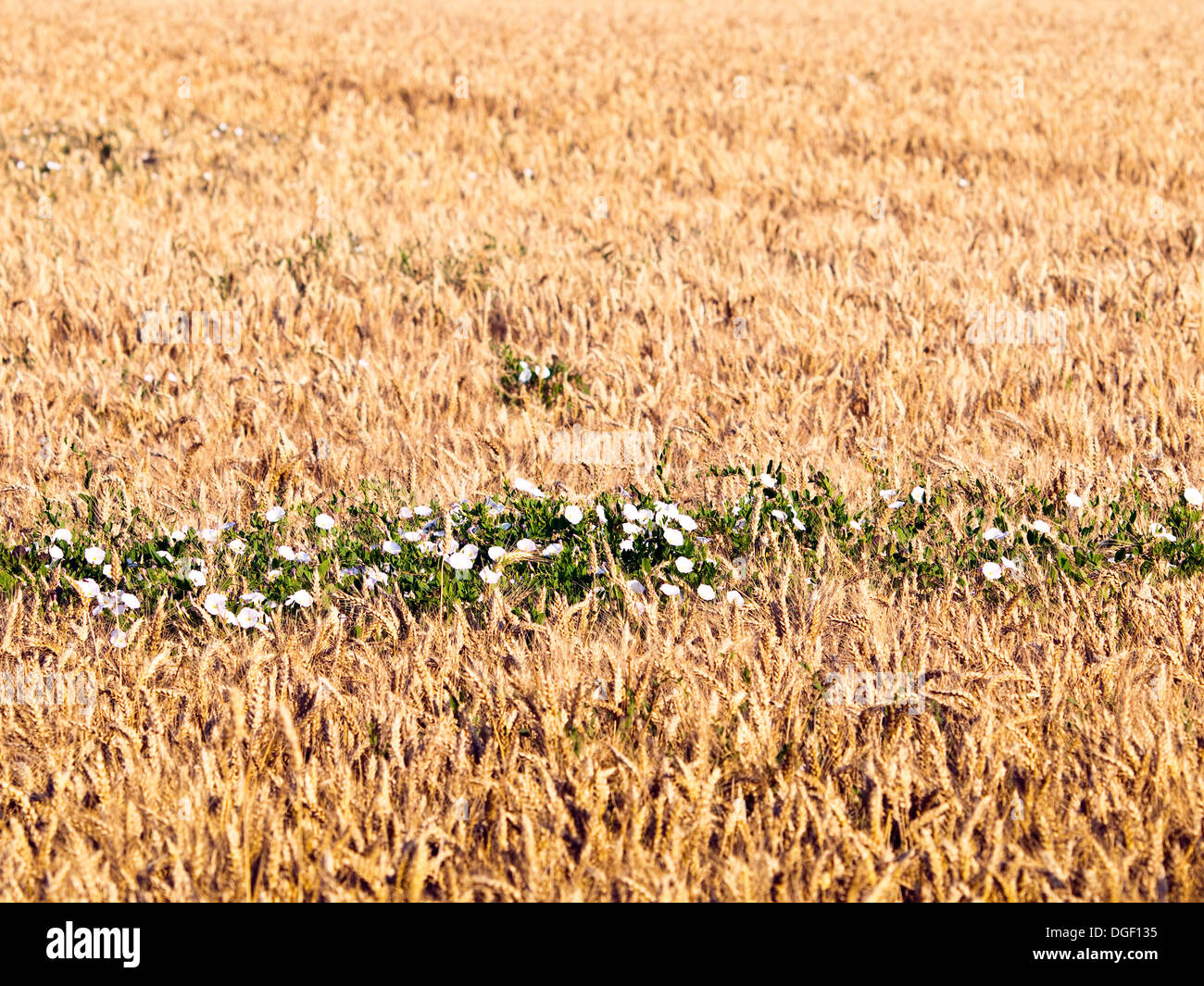 Corn field weeds hi-res stock photography and images - Alamy
