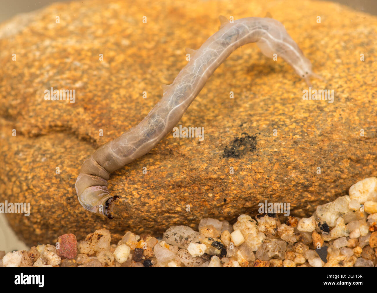 Pedicia hairy cranefly larva. Photo taken in an aquarium set up and creature released unharmed afterwards Stock Photo